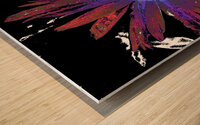 Abstract Vibrant Red and Purple Daisy Flower Wood print