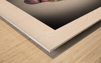 Focused Annas Hummingbird Wood print