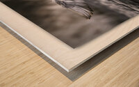 Winging Wigeon Wood print