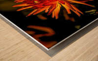 Dahlia Fire Wood print