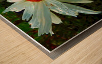 Colour Pop Daisy with an Abstract Background Wood print