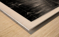 Contrasting Merganzer Wood print
