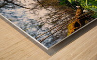 Closeup shot of wild garlic and thimbleweed in the beautiful forest in early spring at sunset Wood print