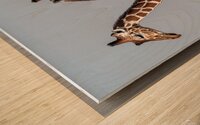 Reticulated Giraffes Wood print