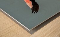 Flamingo Splashdown Wood print