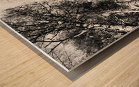 Scottish Highlands Monochrome Forest Canopy                                                                                                                 Wood print