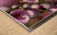 Closeup macro shot of beautiful rose peach blossom in spring Wood print
