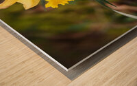     Lone Spring Daffodil                                                                                                                  Wood print