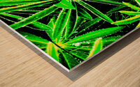 Abstract Lupin Leaves                                                                                                                      Wood print