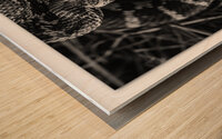 Ready to Strike Wood print
