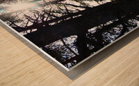  Dark Forest Sun in the Scottish Highlands                                                                                                                     Wood print