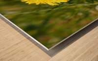  Springs Dandelion in the Scottish Highlands                                                                                                                     Wood print