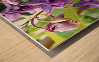 Spring Columbine                                                                                                                      Wood print