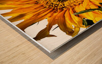 Creative Sunflower Wood print