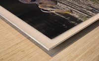 Snacking Great Blue Wood print