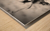 Elk Wood print