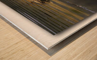 The Golden Gadwall Wood print