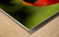 Northern Cardinal Among Maple Leaves Wood print