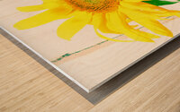 Sunflower Picture Wood print