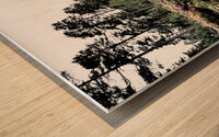  Scottish Highlands Path through a Birch and Pine Forest                                                                                                                      Wood print