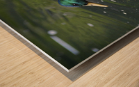 Duck Wood print