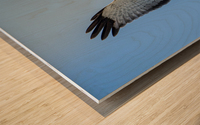 Northern Harrier in Flight Wood print