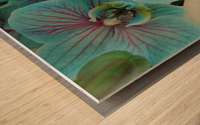 Orchid vibrant Wood print