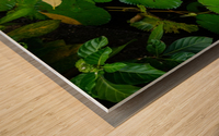 Ribbits Wood print