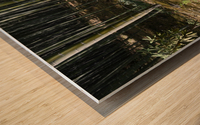 Bamboo forrest KyotoDSC_1258 Wood print