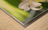 Lily Wood print