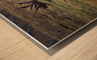 Alaskan Caribou  Wood print