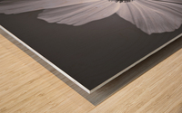 Cosmos flower Wood print