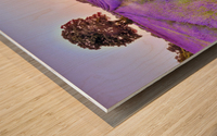 Lavender field at sunset Wood print