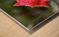 Morning Dew Wood print