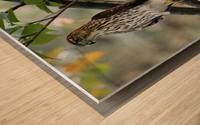 Young Hawk Wood print