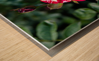 Rose Garden Portland 7 Wood print