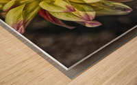 dahlia 2 Wood print