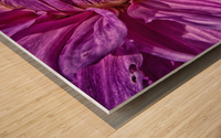dahlia 3 Wood print