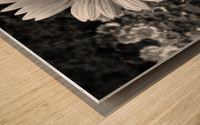 Roxanna Sunflower Helianthus in Black and White Wood print