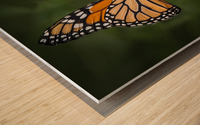 Butterfly 1 Wood print