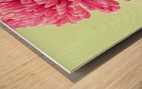 Blushing Chrysanthemum Wood print