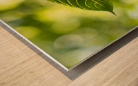 Vert vert Wood print