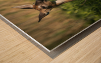 Cerf du petit matin Wood print
