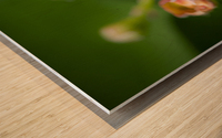 Coccinelle asiatique Wood print