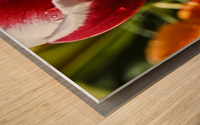 Extreme Closeup Tulips of the Netherlands 158 in the Art in Flowers Special Collection of William Robert Stanek for the Dutch Tulip Mania Series Wood print