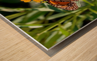 MONARCH ON A MIKLWEED Wood print