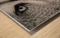 Great Grey Owl close-up Wood print