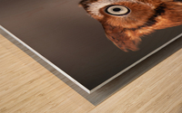 Wildlife photograph of a Screech Owl Wood print