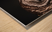 Profile View of a Barred Owl Wood print