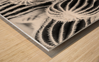 San Pedro Cactus Black and White Wood print